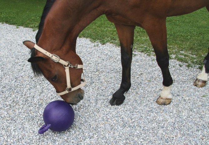 Pferdespielball mit Spezialventil