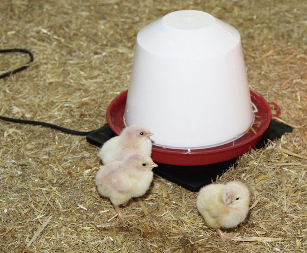 Gummi-Heizplatte für Kleintiere und Geflügeltränken